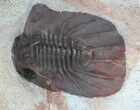 Rare Undescribed Odontopleurid From Jorf, Morocco #34769-3